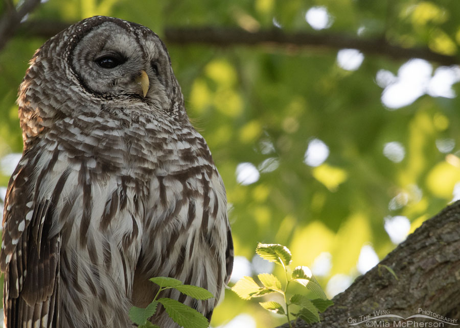 Early morning adult Barred Owl portrait, Sequoyah National Wildlife Refuge, Oklahoma