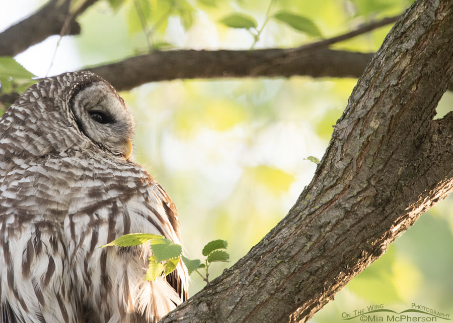 Bright morning light adult Barred Owl close up, Sequoyah National Wildlife Refuge, Oklahoma