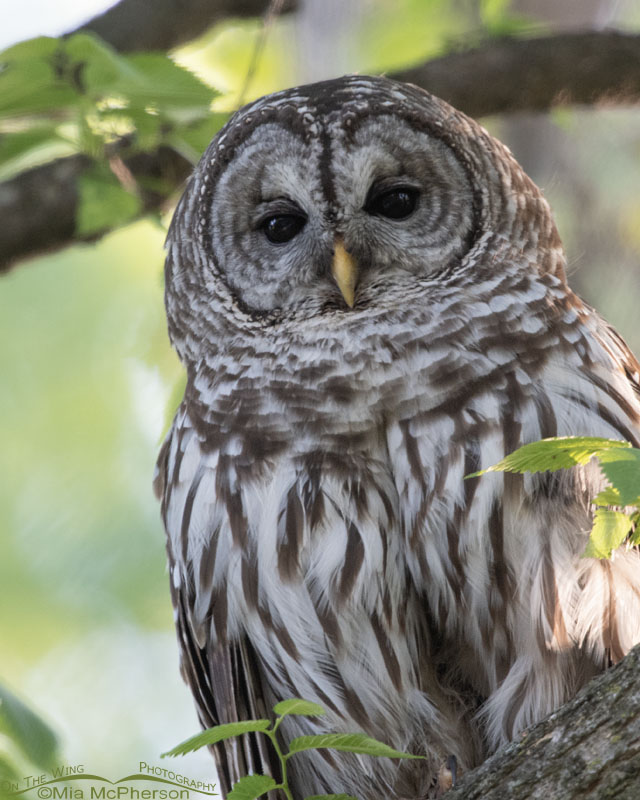 Adult Barred Owl portrait at Sequoyah National Wildlife Refuge, Oklahoma