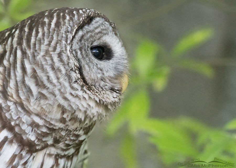 Adult Barred Owl portrait in spring, Sequoyah National Wildlife Refuge, Oklahoma