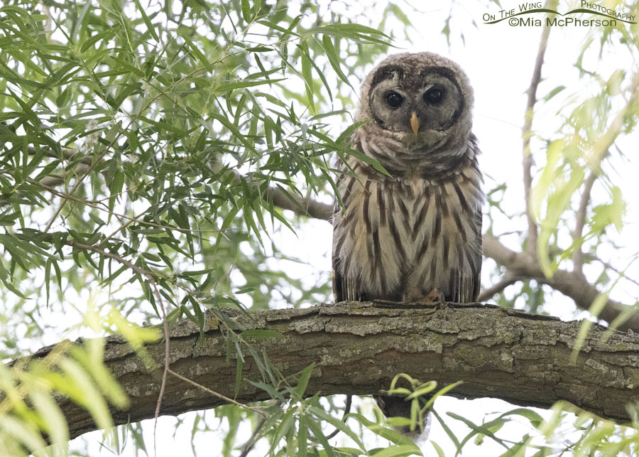 Barred Owl fledgling in a willow tree, Sequoyah National Wildlife Refuge, Oklahoma