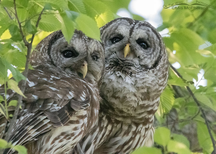Male and female Barred Owls side by side, Sequoyah National Wildlife Refuge, Oklahoma