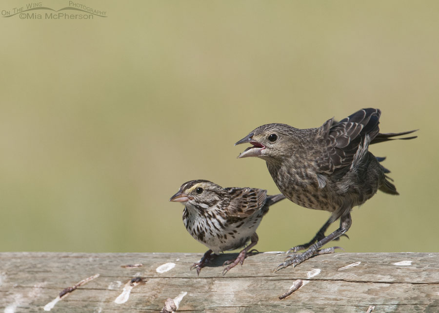 Adult Savannah Sparrow with fledgling Brown-headed Cowbird, Red Rock Lakes National Wildlife Refuge, Centennial Valley, Beaverhead County, Montana