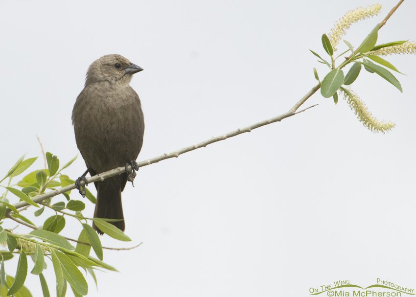 Female Brown-headed Cowbird perched in a willow, Farmington Bay Waterfowl Management Area, Davis County, Utah