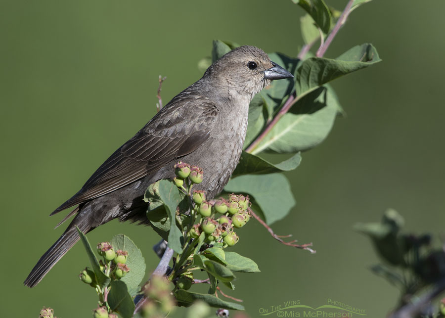 Female Brown-headed Cowbird perched in a Utah Serviceberry, Wasatch Mountains, Morgan County, Utah