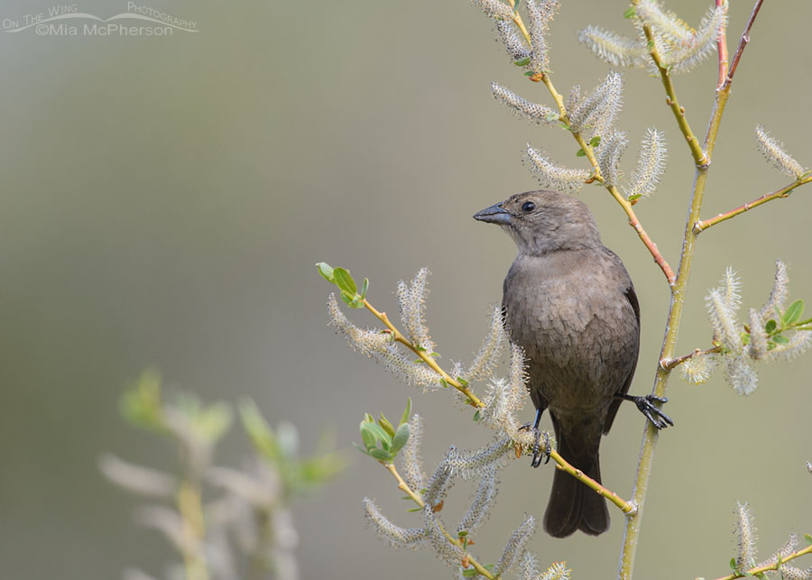 Female Brown-headed Cowbird with willow catkins, East Canyon, Wasatch Mountains, Morgan County, Utah