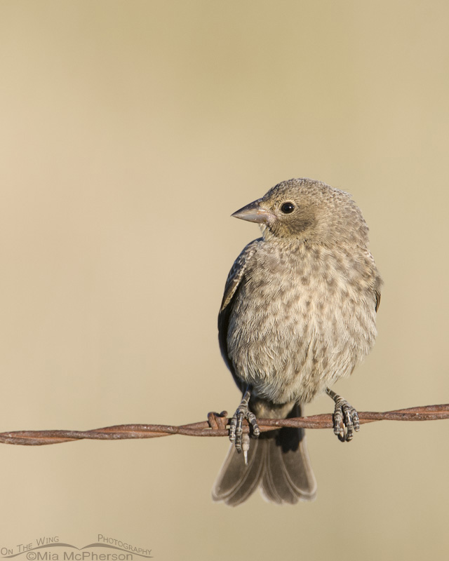 Juvenile Brown-headed Cowbird photographed in Utah County, Utah