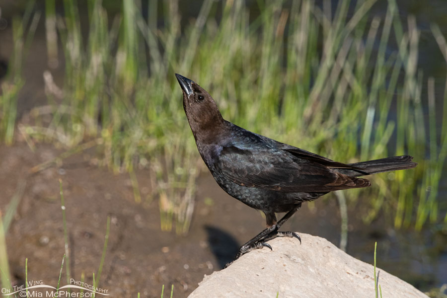 Brown-headed Cowbird male displaying, Wasatch Mountains, Summit County, Utah