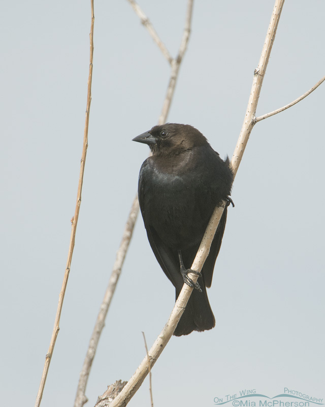 Perched male Brown-headed Cowbird at Farmington Bay Waterfowl Management Area