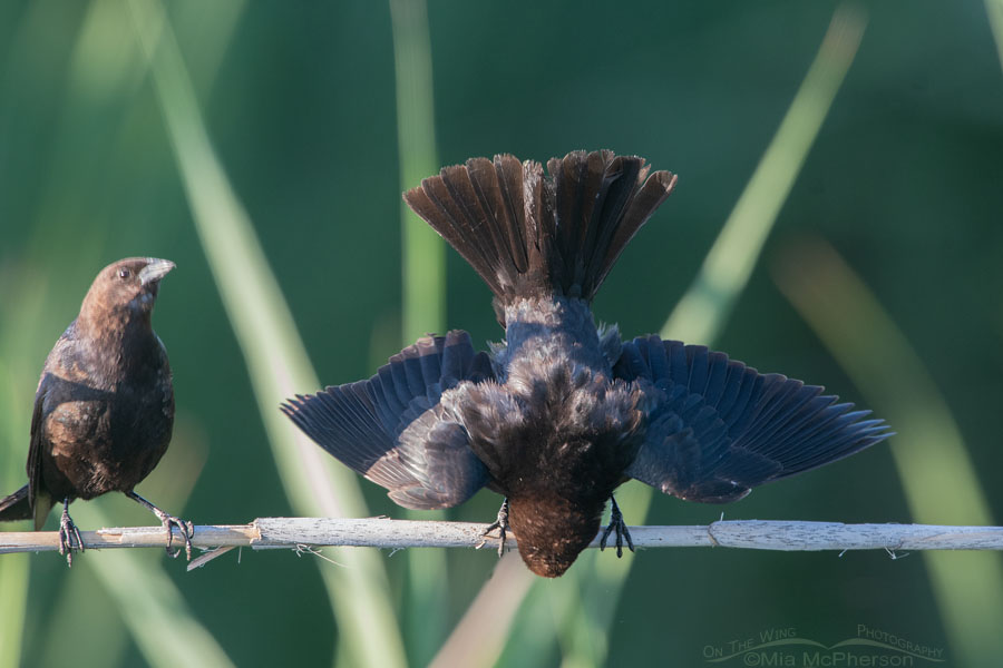 Upside down male Brown-headed Cowbird, Bear River Migratory Bird Refuge, Box Elder County, Utah
