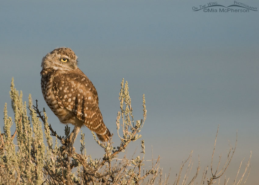 Adult Burrowing Owl and the Great Salt Lake, Antelope Island State Park, Davis County, Utah