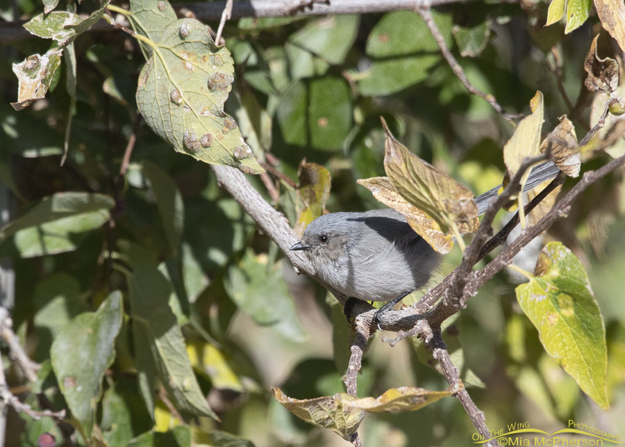 Male Bushtit peeking out of a hackberry tree, Box Elder County, Utah