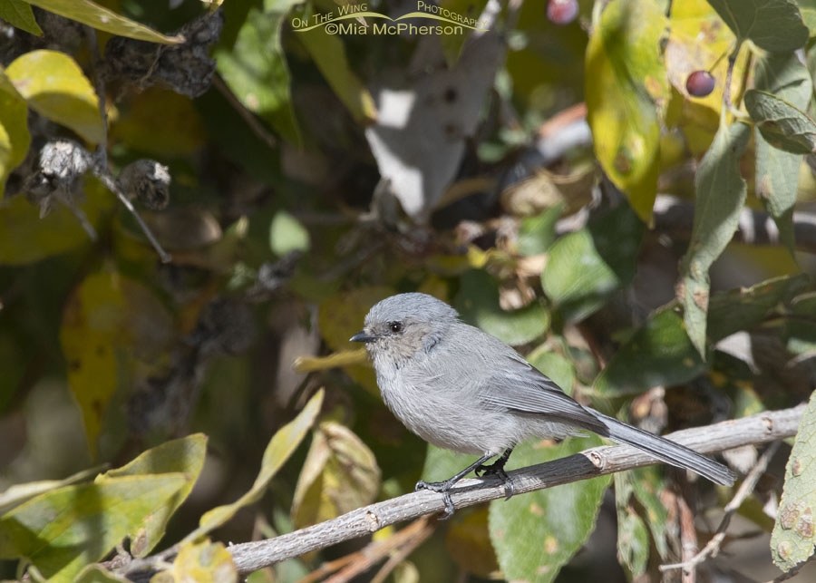 Bushtit male perched on a branch, Box Elder County, Utah