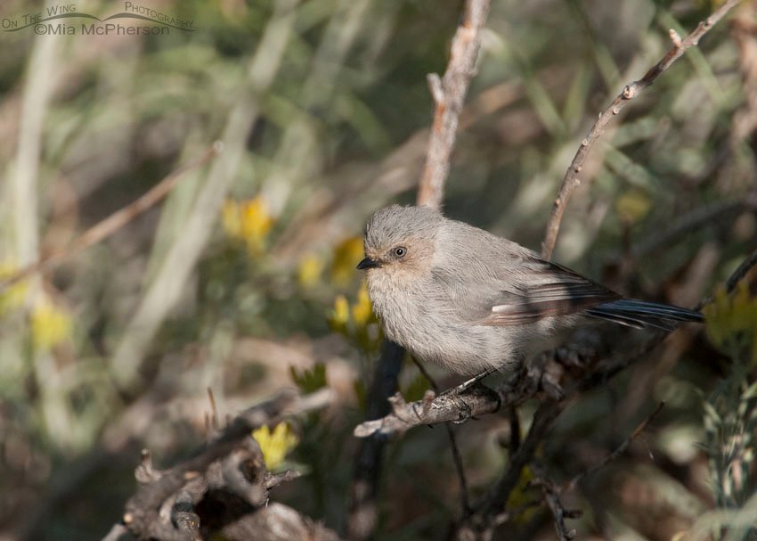 Female Bushtit at the Flaming Gorge Dam, Flaming Gorge National Recreation Area, Daggett County, Utah