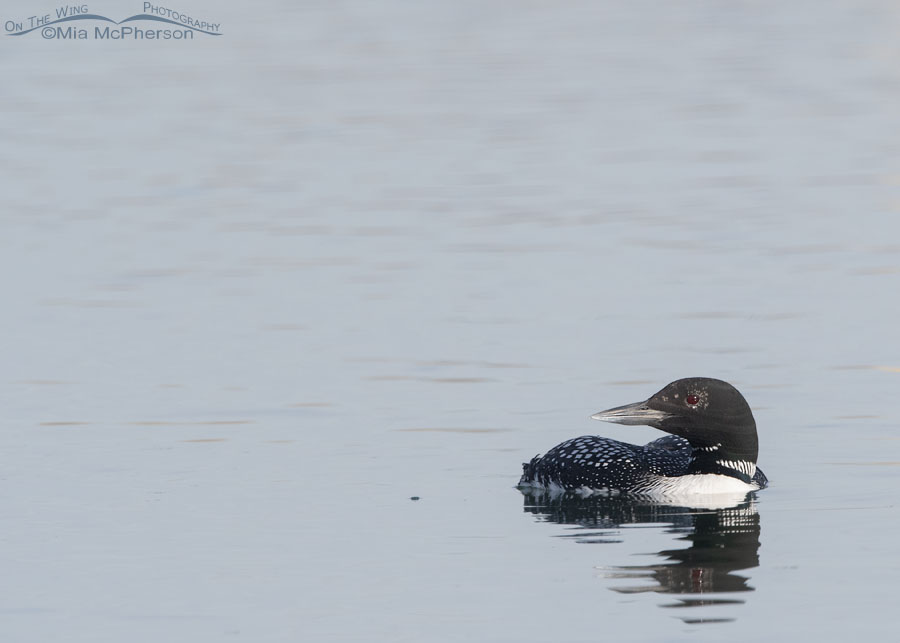 Common Loon stopping over on spring migration, Salt Lake County, Utah