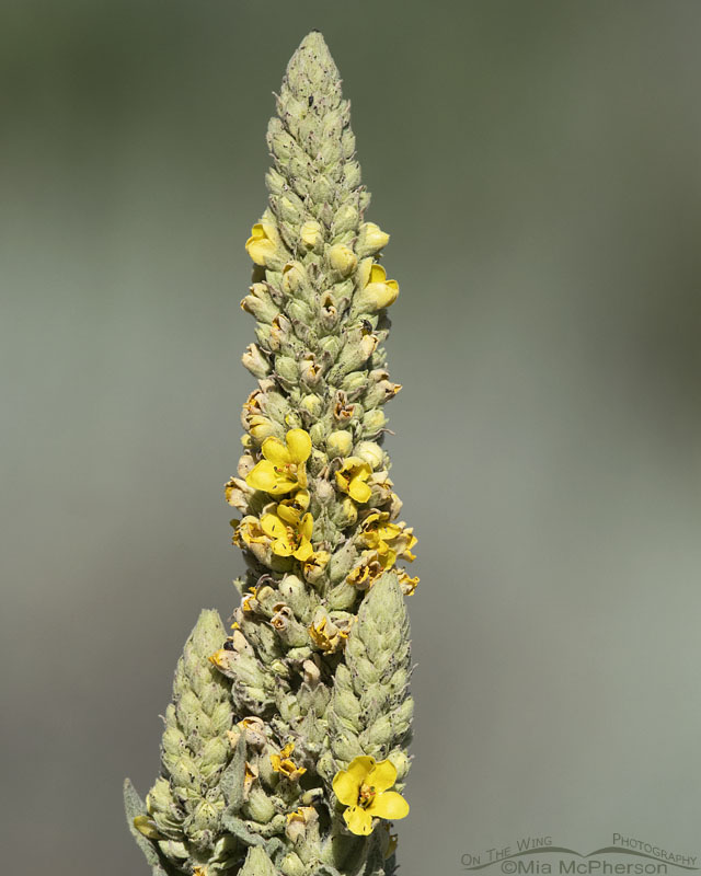 Blooming Common Mullein, Wasatch Mountains, Summit County, Utah