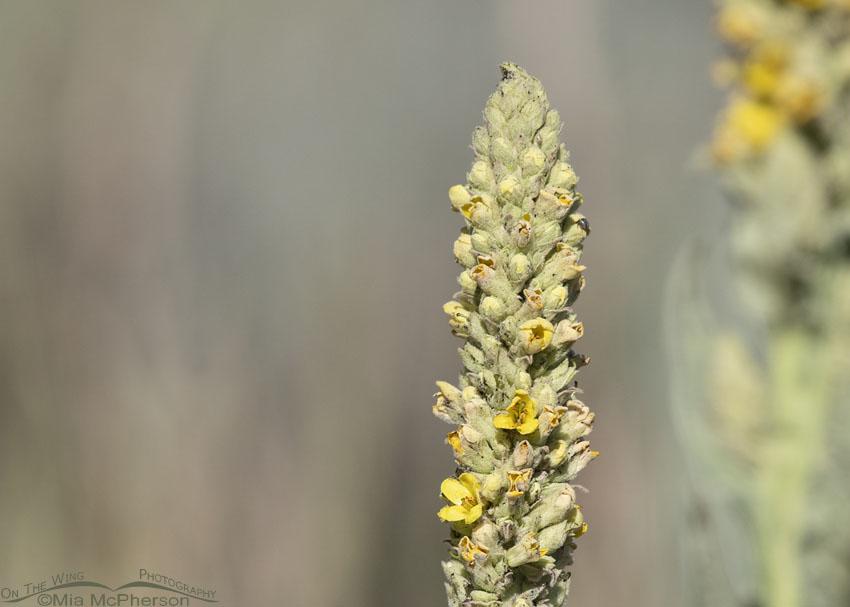Common Mullein in bloom, Wasatch Mountains, Summit County, Utah