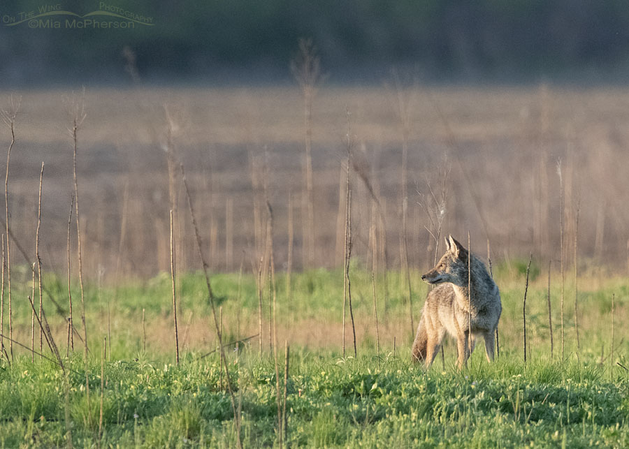 Coyote standing in a field at Sequoyah NWR, Sequoyah National Wildlife Refuge, Oklahoma