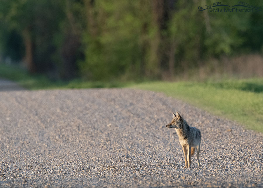 Coyote standing in a road at Sequoyah NWR, Sequoyah National Wildlife Refuge, Oklahoma