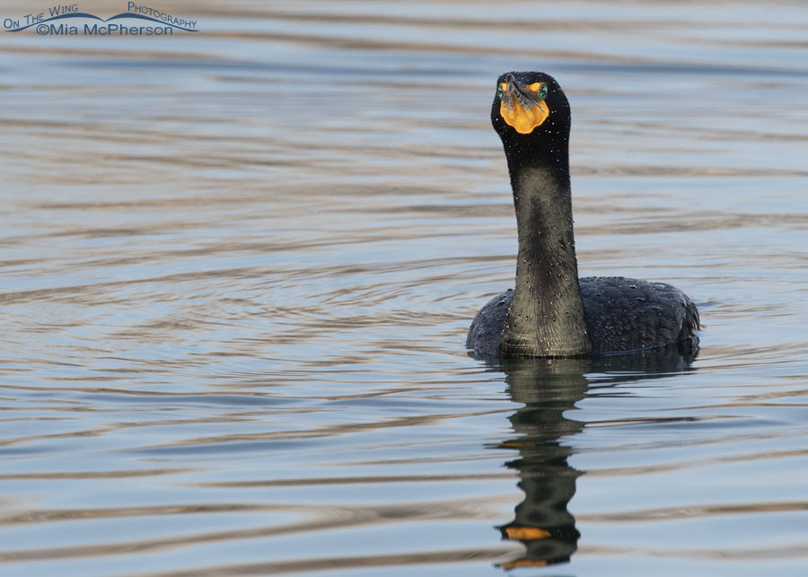 Spring Double-crested Cormorant checking me out, Salt Lake County, Utah