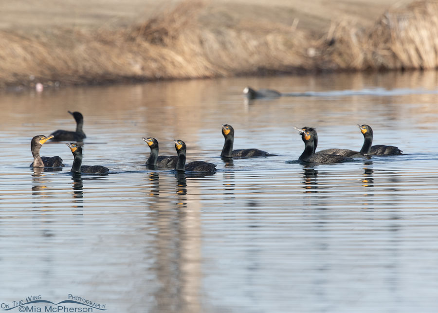 Urban Double-crested Cormorant flock, Salt Lake County, Utah