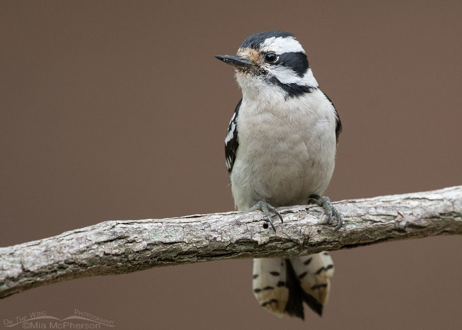 Spring female Downy Woodpecker, Sebastian County, Arkansas