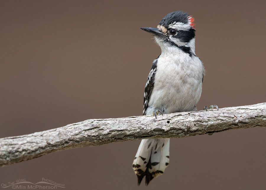 Spring male Downy Woodpecker, Sebastian County, Arkansas