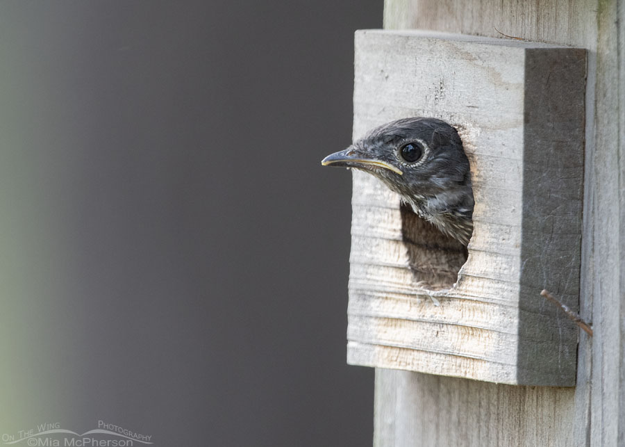 Baby Eastern Bluebird about to leave the nest box, Sebastian County, Arkansas