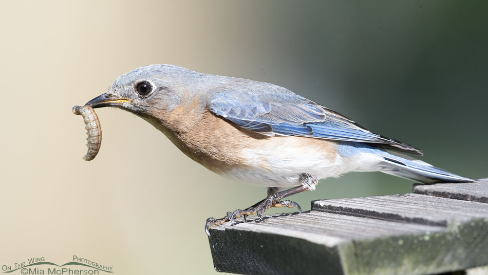 Eastern Bluebird female with food for her chicks, Sebastian County, Arkansas