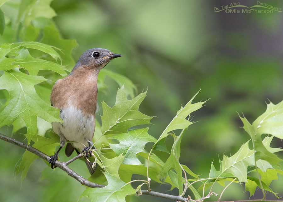 Female Eastern Bluebird perched in an oak tree, Sebastian County, Arkansas