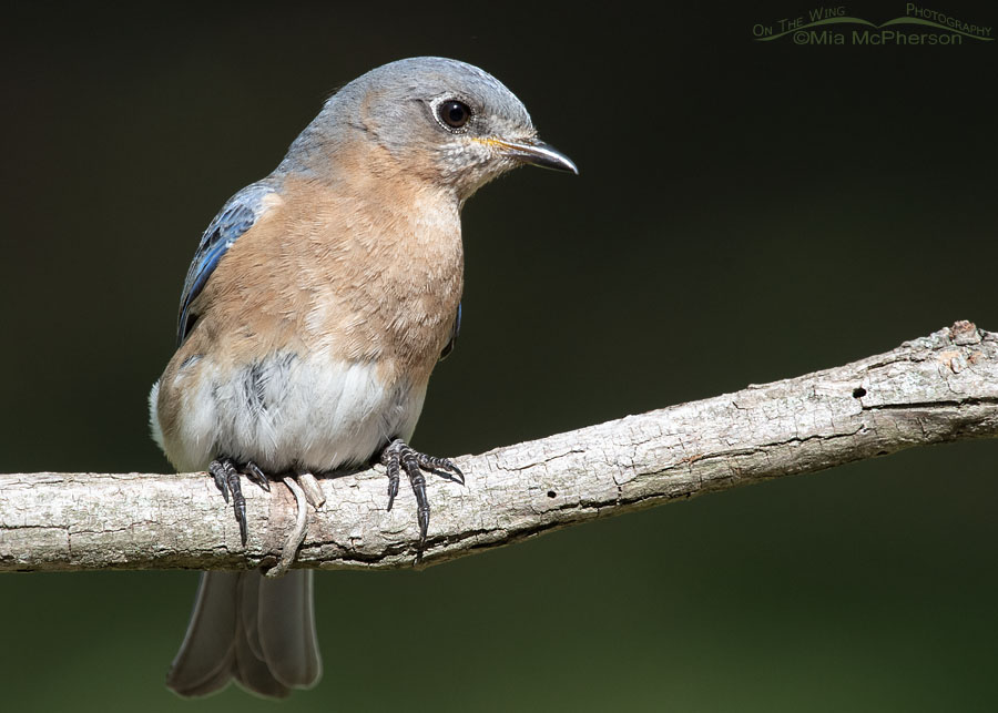 Eastern Bluebird female up close, Sebastian County, Arkansas