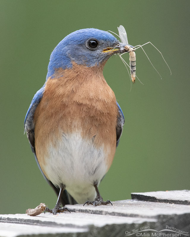 Male Eastern Bluebird with crane fly and pupal casing, Sebastian County, Arkansas