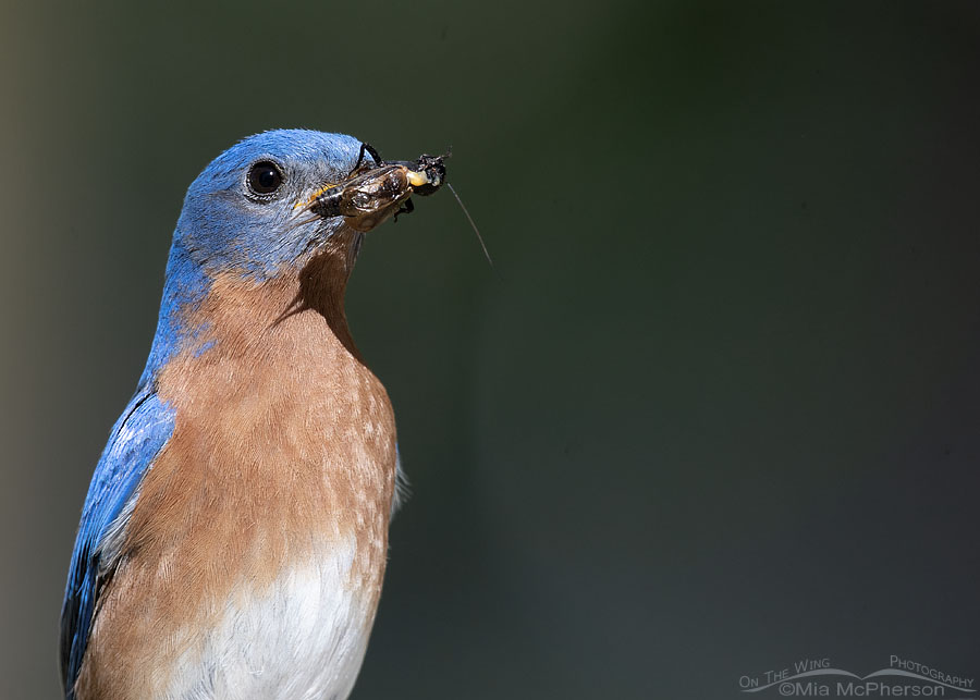 Male Eastern Bluebird with a cricket for his chicks, Sebastian County, Arkansas