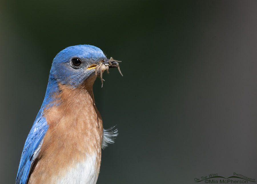 Male Eastern Bluebird with a spider for his chicks, Sebastian County, Arkansas