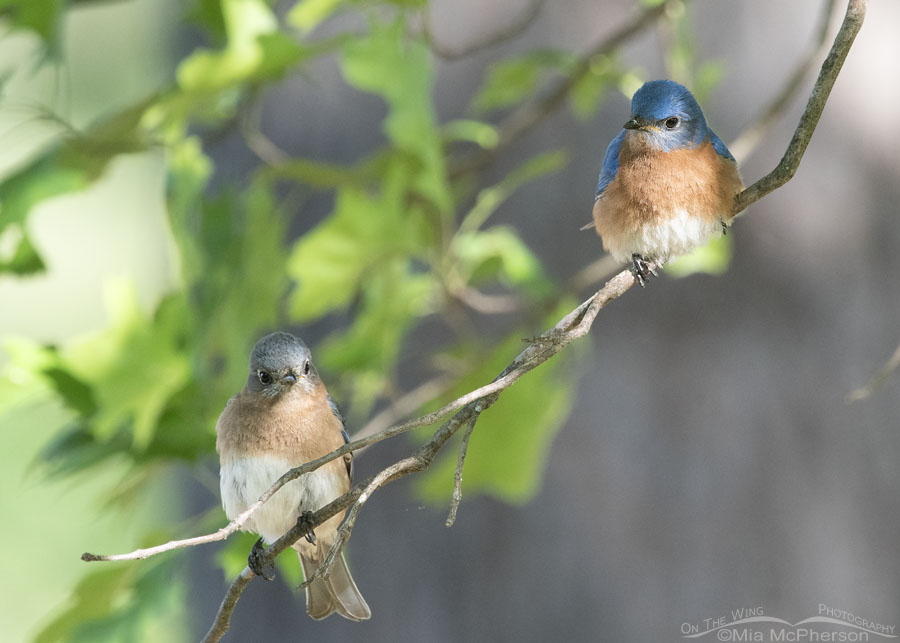 Mated pair of Eastern Bluebirds in an oak tree, Sebastian County, Arkansas