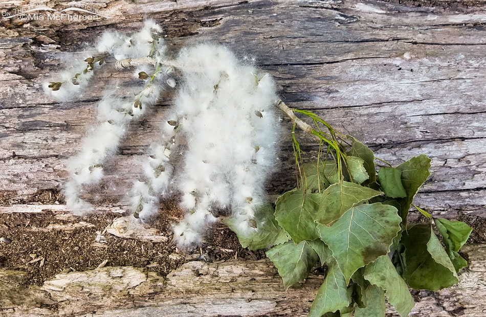 Cottonwood fluff on a fallen log, Sequoyah National Wildlife Refuge, Oklahoma