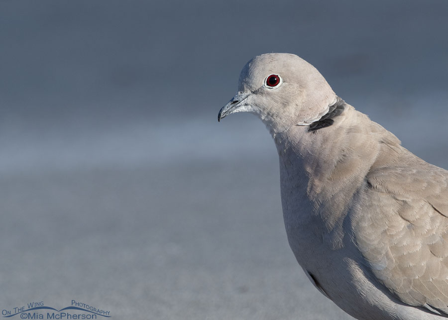 Urban Eurasian Collared-Dove portrait, Salt Lake County, Utah
