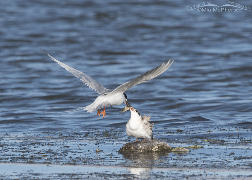 Forster's Tern feeding its young who is perched on a dead coot, Bear River Migratory Bird Refuge, Box Elder County, Utah