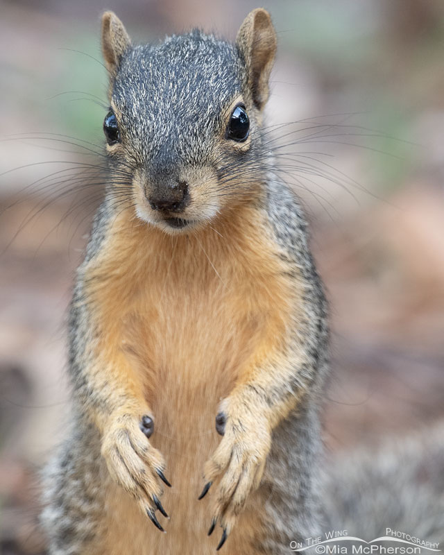 Young Fox Squirrel standing tall, Sebastian County, Arkansas