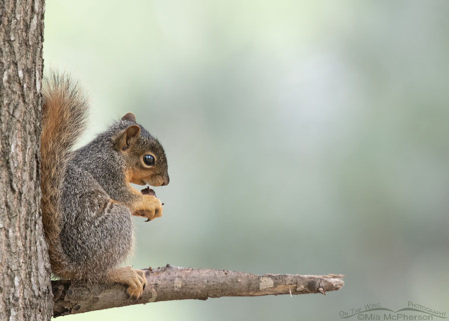 Young Fox Squirrel eating while in an oak tree, Sebastian County, Arkansas