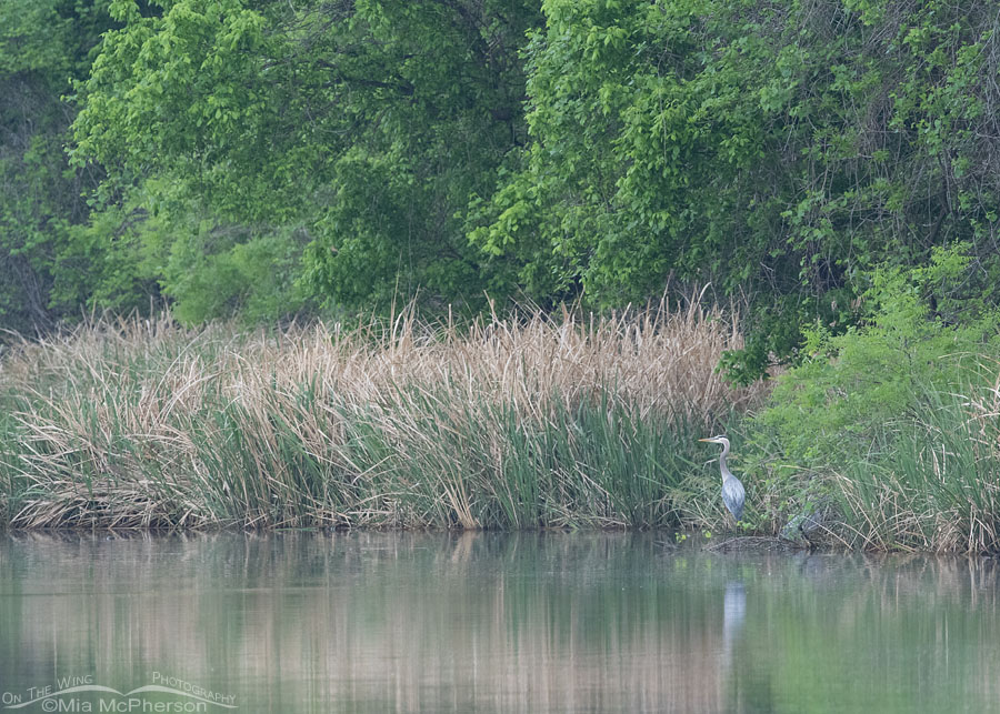 Great Blue Heron habitat at Sequoyah NWR, Sequoyah National Wildlife Refuge, Oklahoma