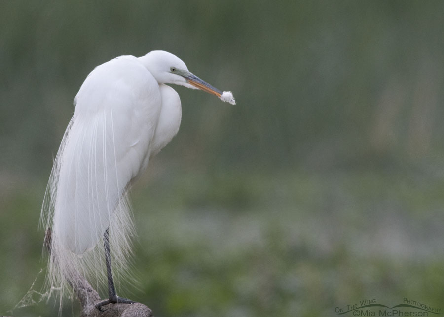 Great Egret in a morning mist with cottonwood fluff on their bill, Sequoyah National Wildlife Refuge, Oklahoma