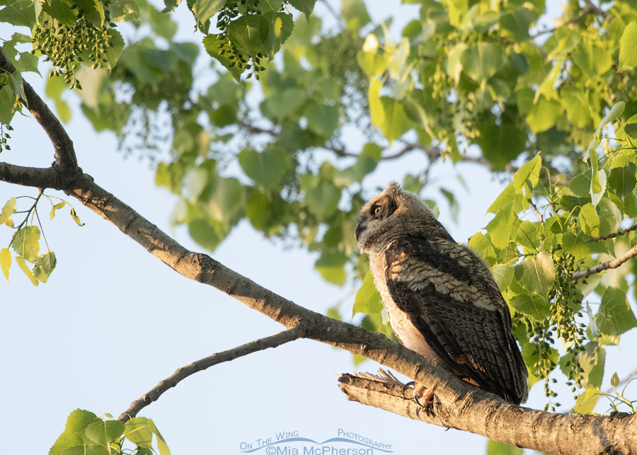 Young Great Horned Owl at sunrise at Sequoyah NWR, Sequoyah National Wildlife Refuge, Oklahoma