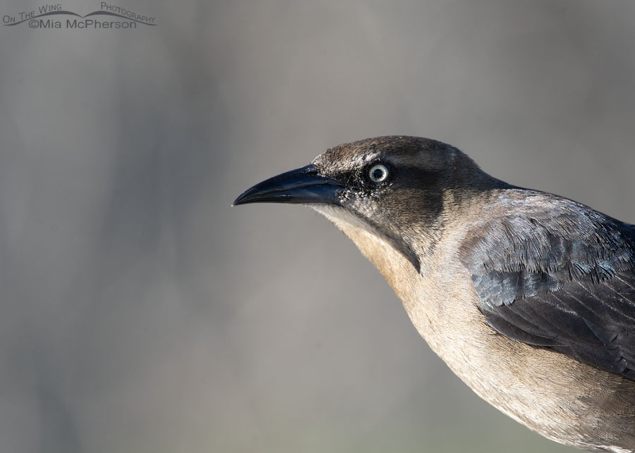 Female Great-tailed Grackle with her eyes aglow, Salt Lake County, Utah