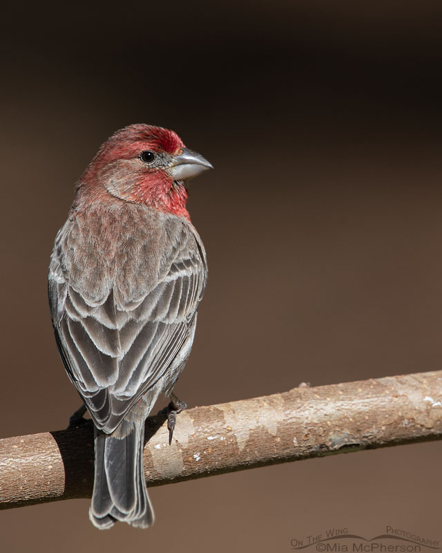 Over the shoulder look from a male House Finch, Sebastian County, Arkansas