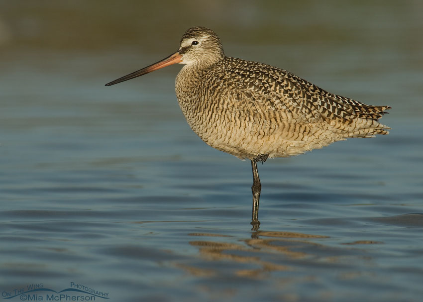 Resting Marbled Godwit, Fort De Soto County Park, Pinellas County, Florida