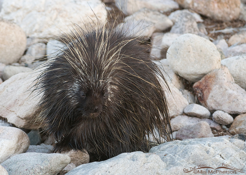 The Quill Pig ~ North American Porcupine, Antelope Island State Park, Davis County, Utah