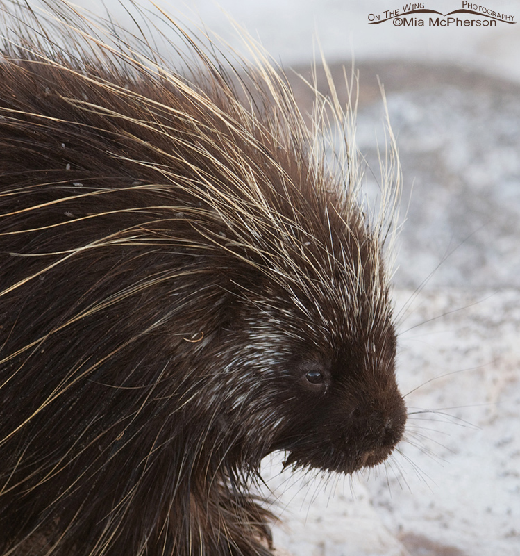 Close up of a North American Porcupine, Antelope Island State Park, Davis County, Utah
