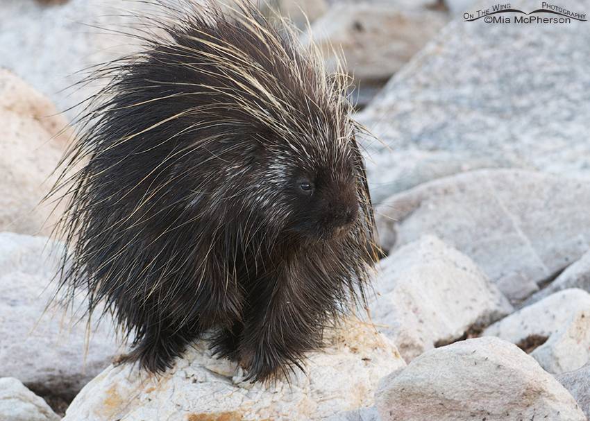 North American Porcupine on the shore of the Great Salt Lake, Antelope Island State Park, Davis County, Utah