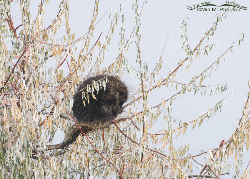 North American Porcupine (Erethizon dorsatum) in a tree, Antelope Island State Park, Davis County, Utah